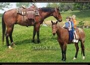 "Valor" Bay Roan Gelding Quarter Horse