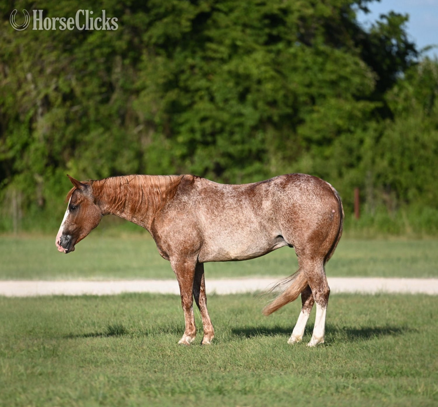 "Mayhem" Red Roan Gelding Quarter Horse in Texas