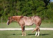 "Mayhem" Red Roan Gelding Quarter Horse