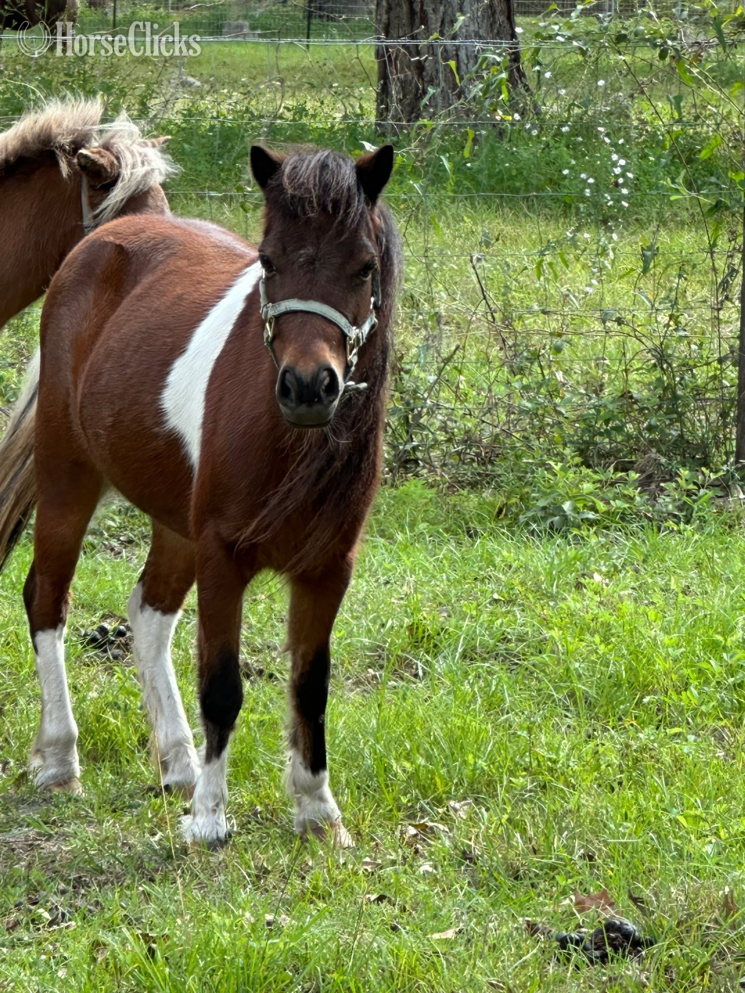 "Two Mini Broodmares horses Likeky in Foa" Chocolate Mare American Miniature