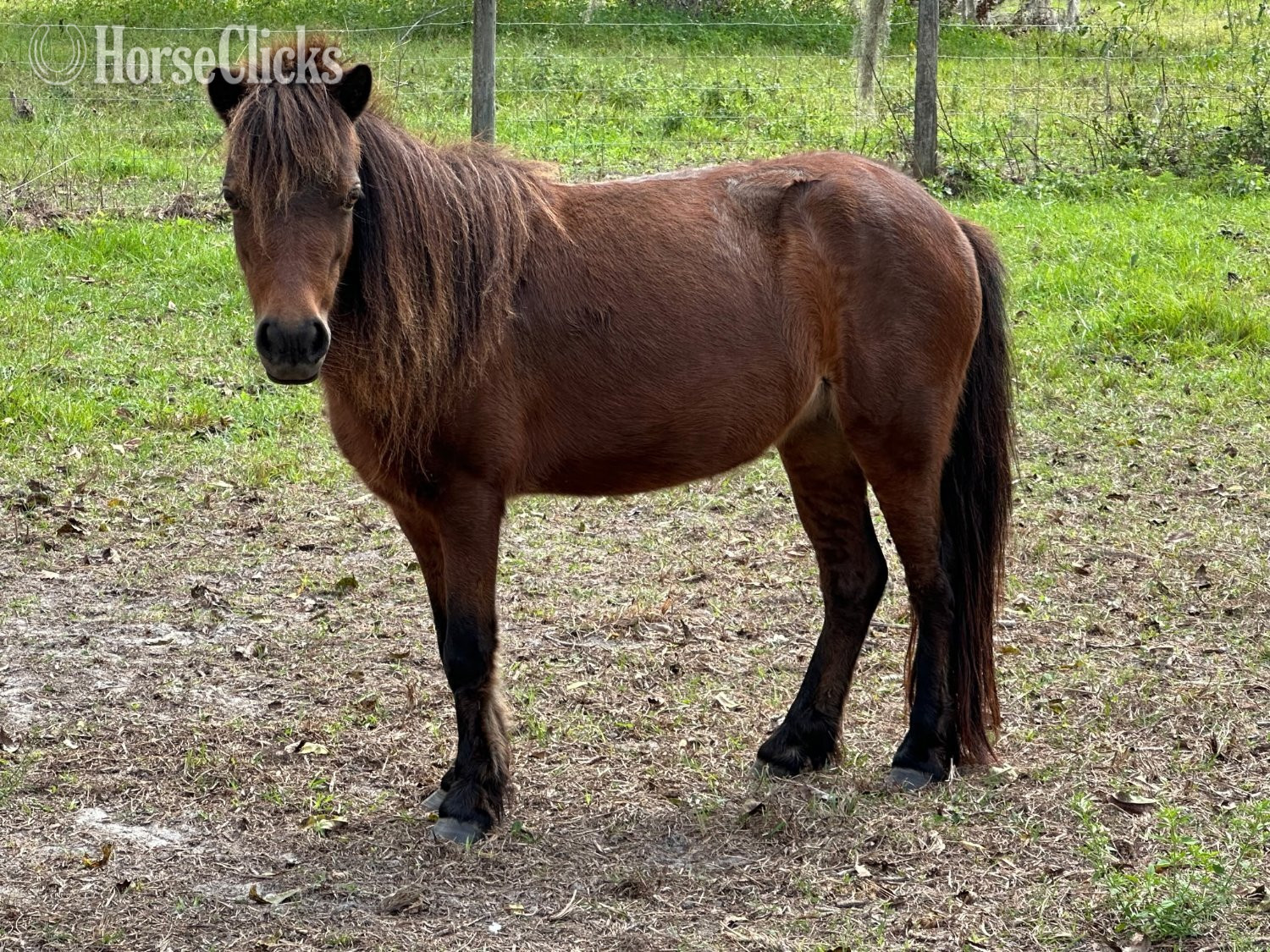 Florida "Two Mini Broodmares horses Likeky in Foa" Chocolate Mare American Miniature