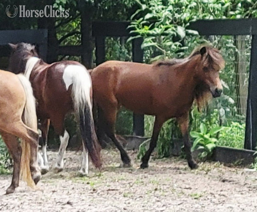 "Two Mini Broodmares horses Likeky in Foa" Chocolate Mare American Miniature - American Miniature in Florida