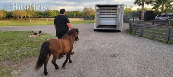American Miniature - "Two Mini Broodmares horses Likeky in Foa" Chocolate Mare American Miniature in Florida