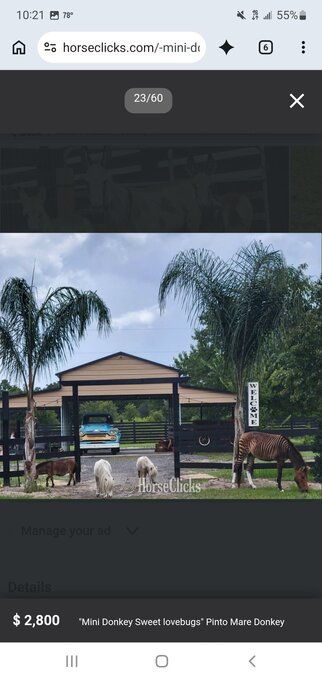 "Two project Mini Broodmares horses "Plea" Chocolate Mare American Miniature
