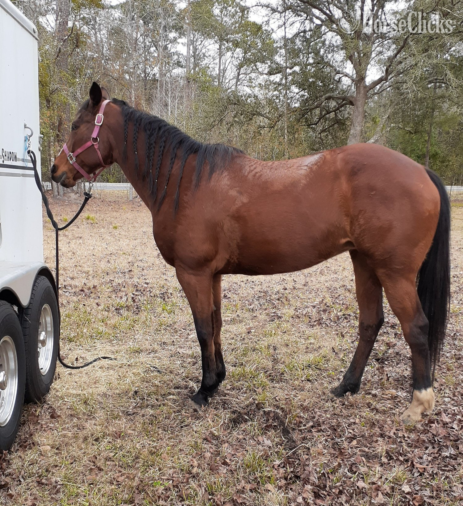 "Renes Classic Trick" Bay Mare Quarter Horse in Florida