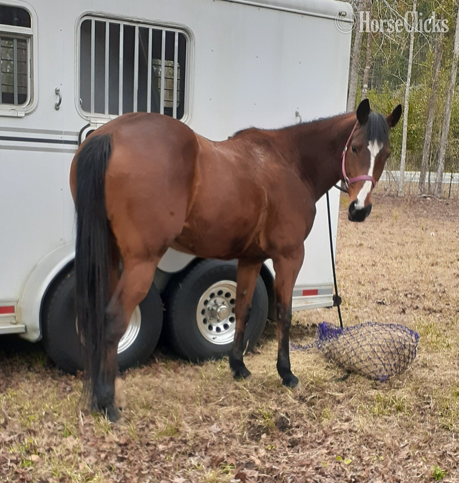 "Renes Classic Trick" Bay Mare Quarter Horse