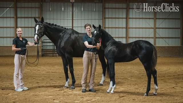 "Prescinder" Black Filly Oldenburg in New York
