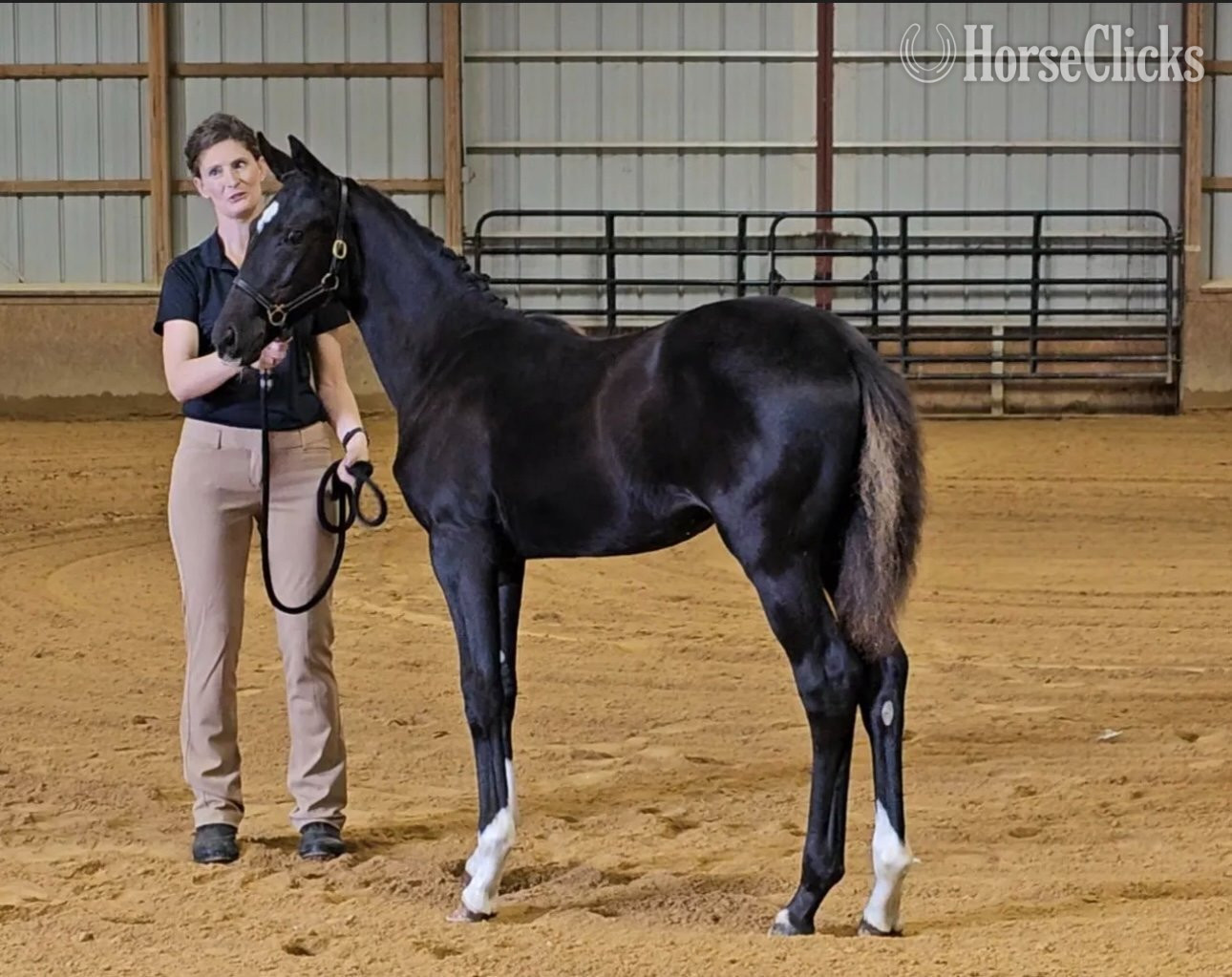 "Prescinder" Black Filly Oldenburg