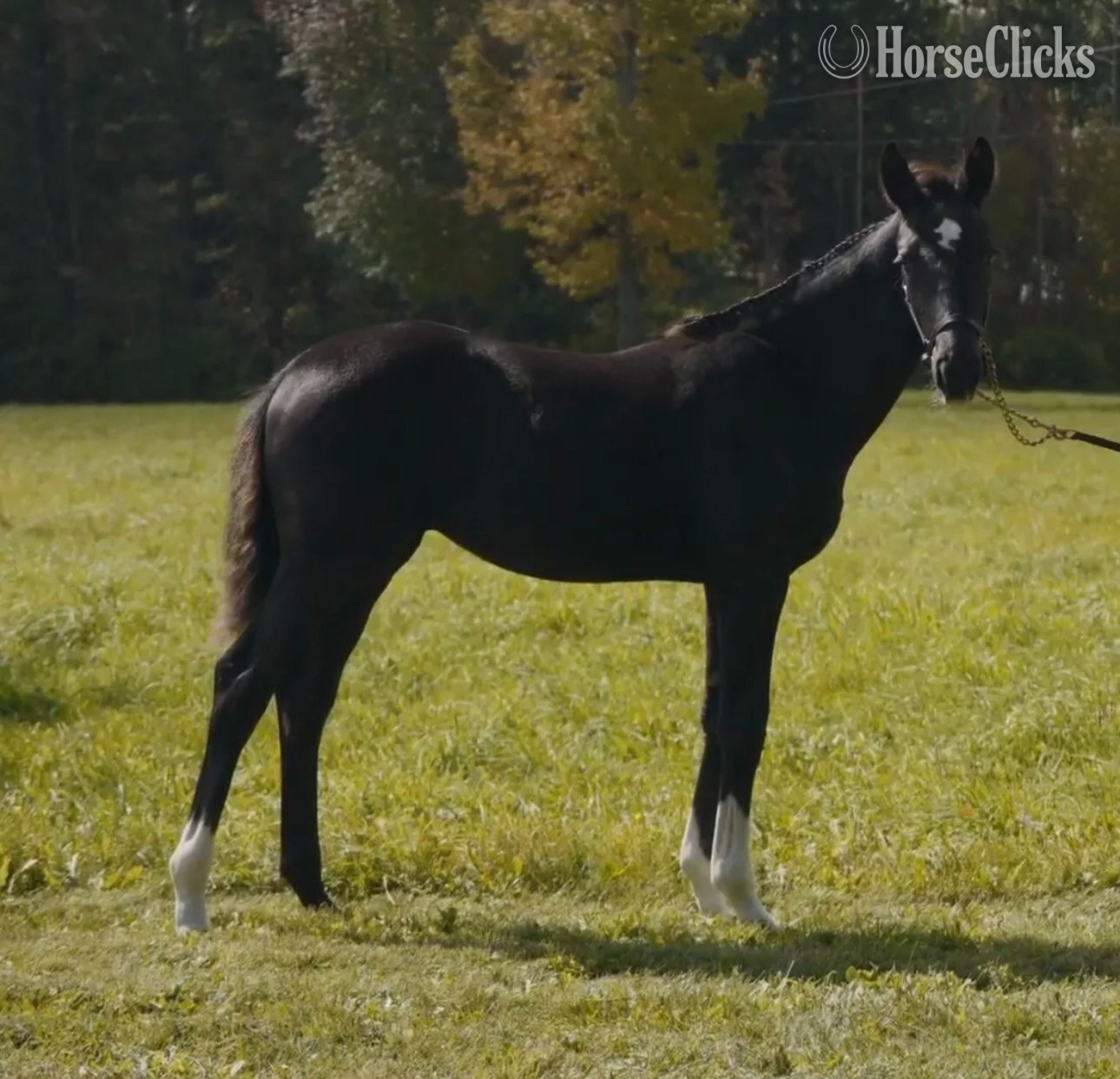 New York "Prescinder" Black Filly Oldenburg