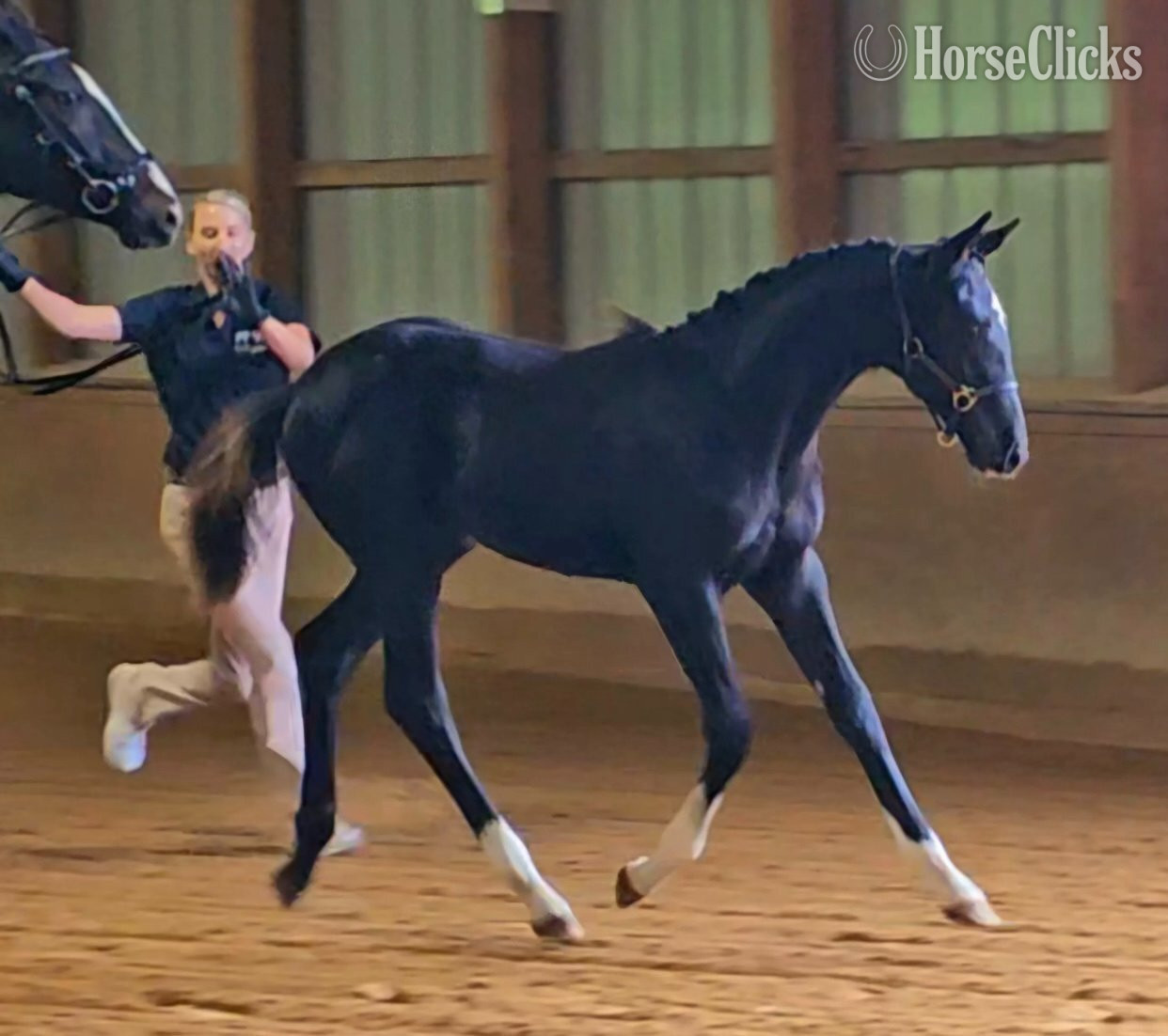 "Prescinder" Black Filly Oldenburg - Oldenburg in New York