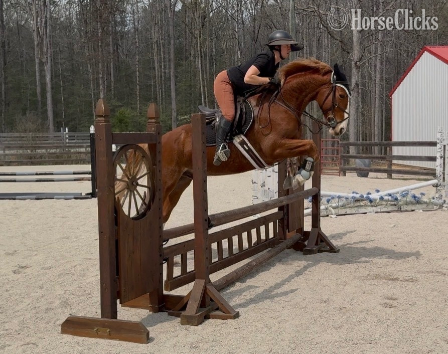 "Focus Tachor Z" Chestnut Gelding Warmblood
