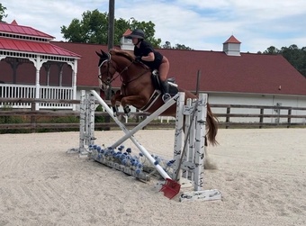 "Focus Tachor Z" Chestnut Gelding Warmblood