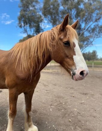 "Gerry" Chestnut Gelding Clydesdale