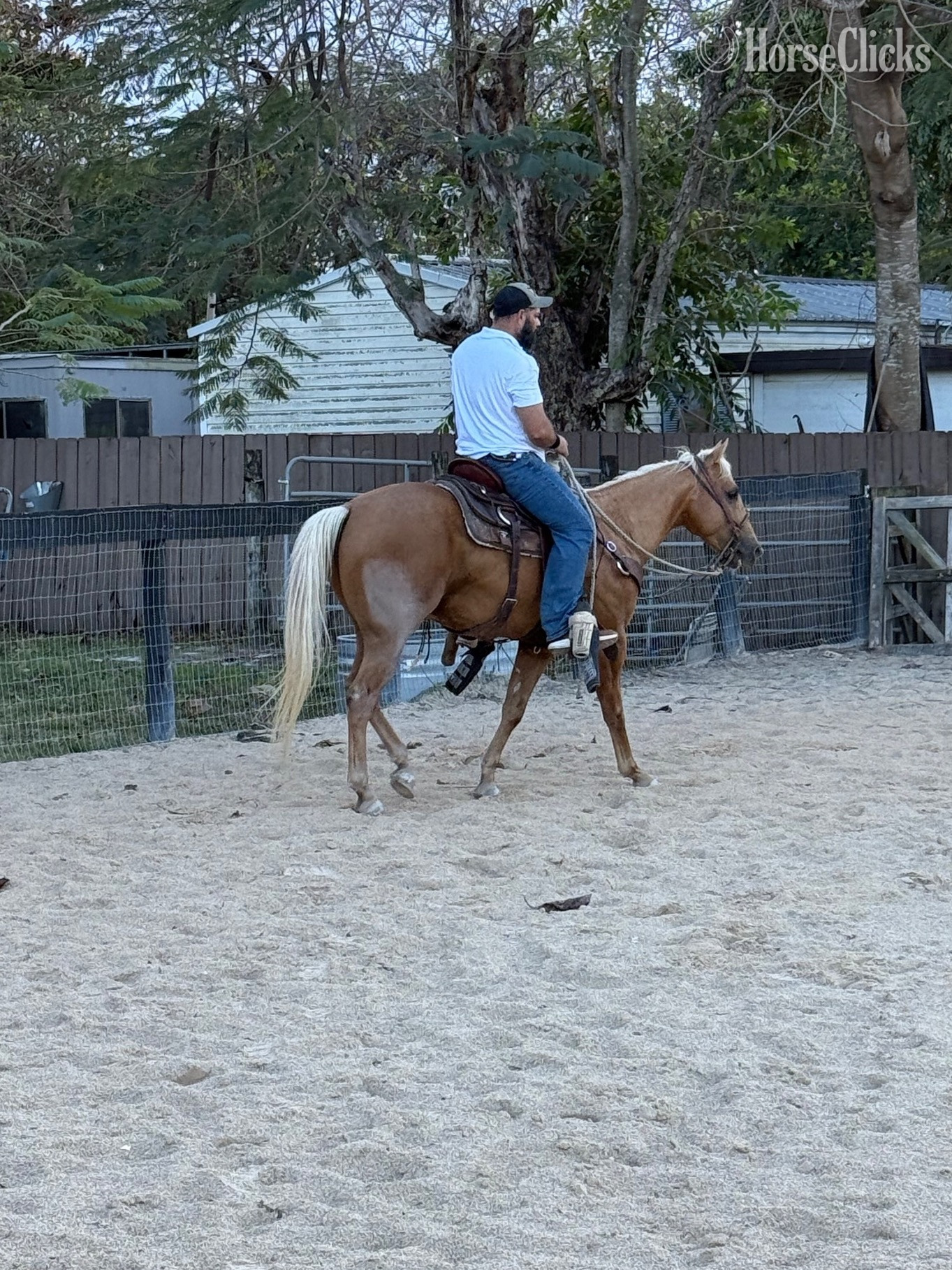 "Rusty" Palomino Gelding Quarter Horse