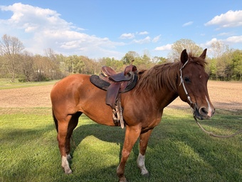 "Bertha" Sorrel Mare Quarter Horse