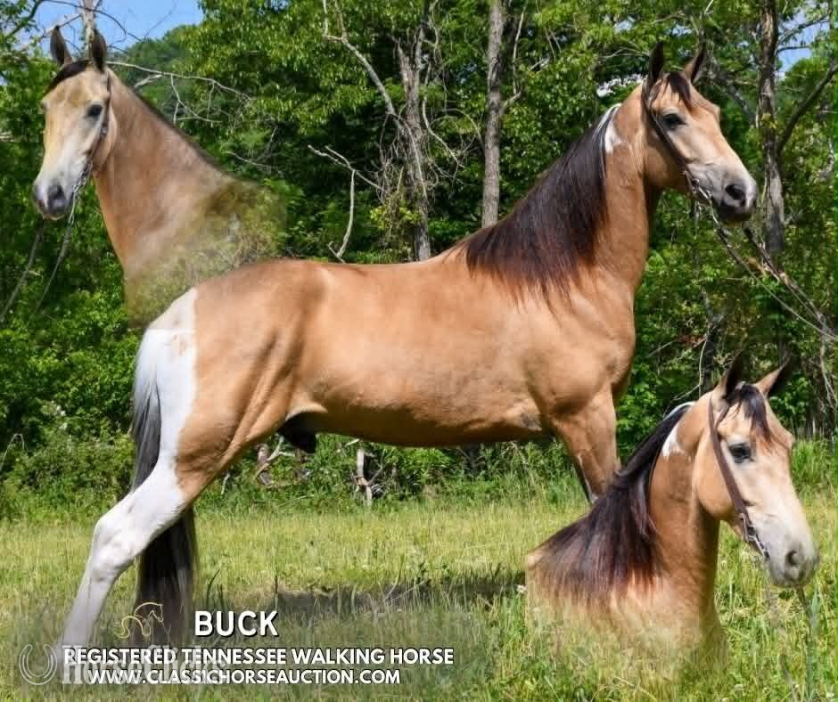 "BUCK" Buckskin Gelding Tennessee Walker in Kentucky