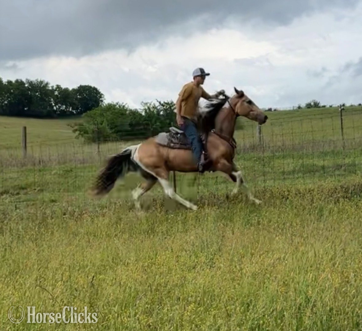 Kentucky "BUCK" Buckskin Gelding Tennessee Walker