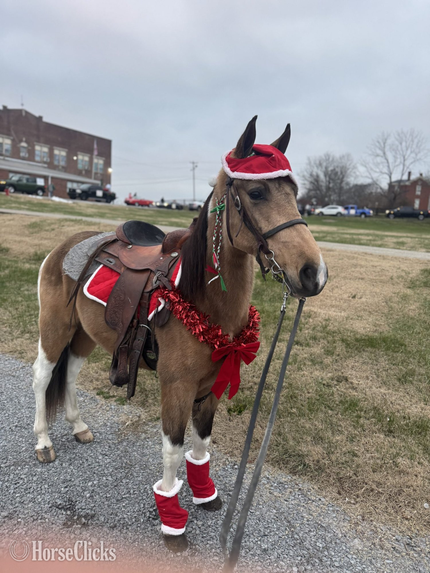 "BUCK" Buckskin Gelding Tennessee Walker - Tennessee Walker