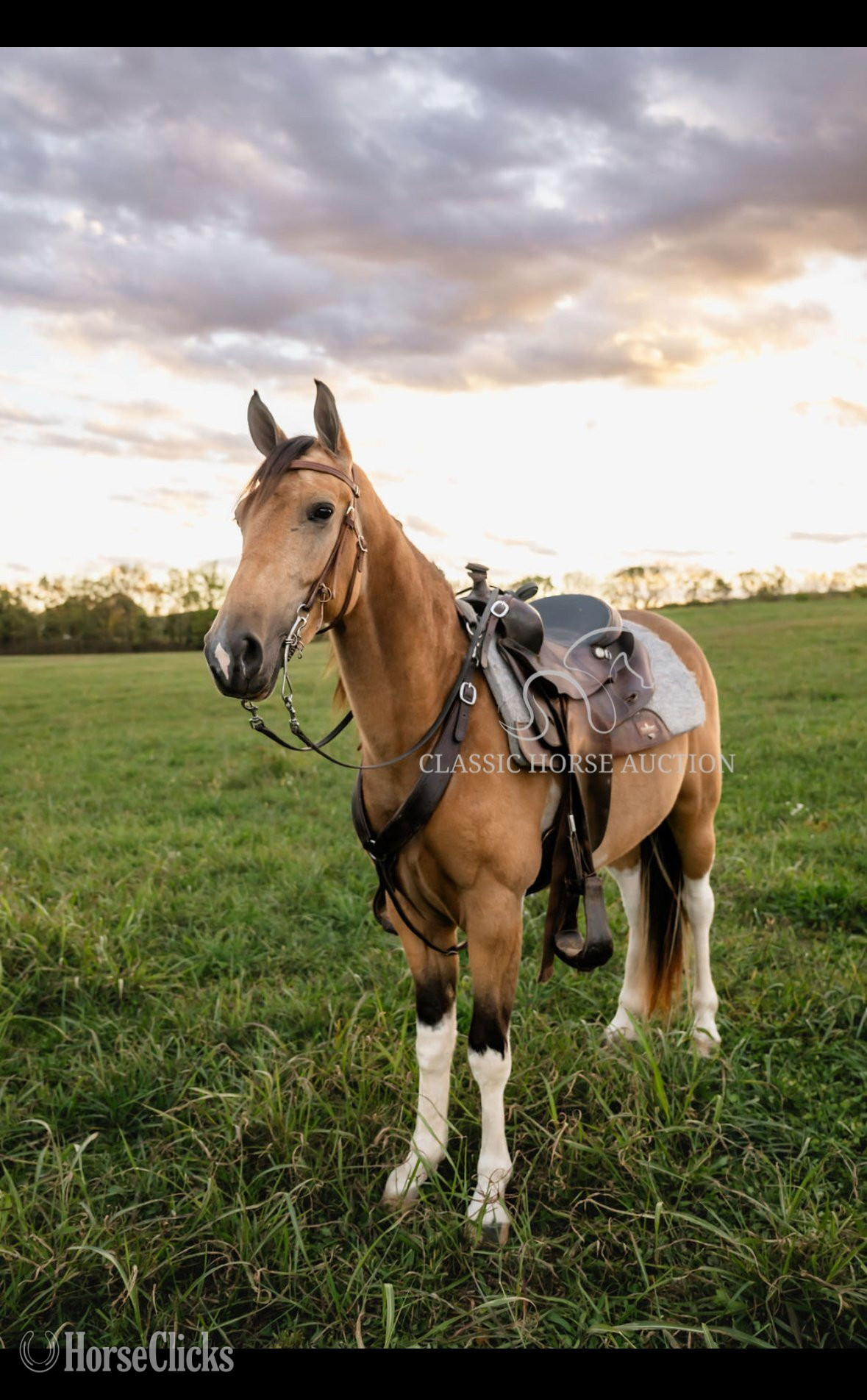 "BUCK" Buckskin Gelding Tennessee Walker Kentucky
