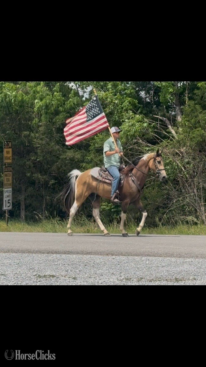 Tennessee Walker - "BUCK" Buckskin Gelding Tennessee Walker in Kentucky