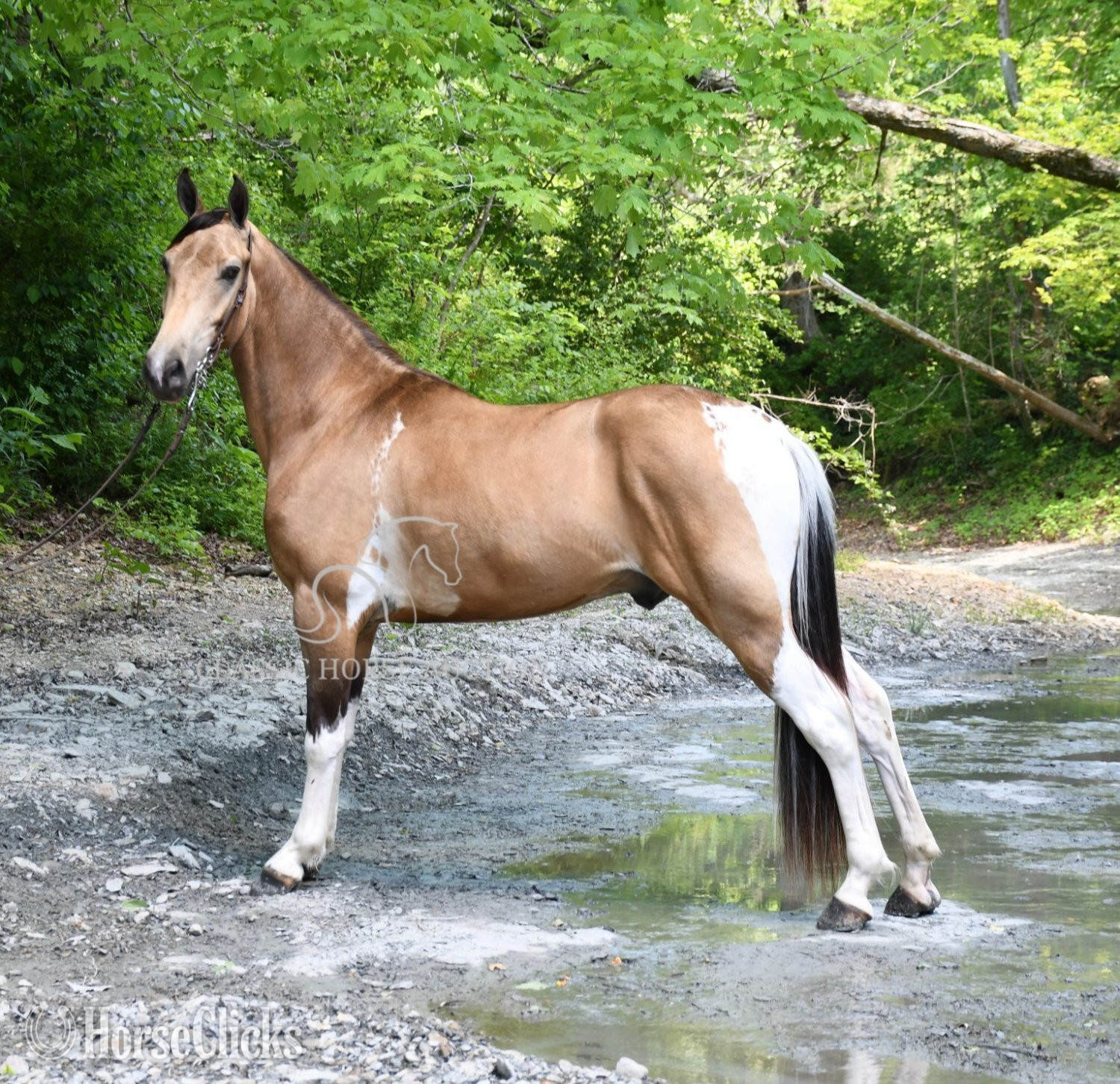Tennessee Walker - "BUCK" Buckskin Gelding Tennessee Walker