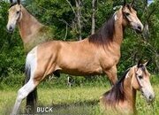 "BUCK" Buckskin Gelding Tennessee Walker