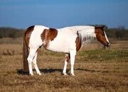 "Dice " Pinto Gelding Paint