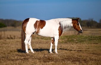 "Dice " Pinto Gelding Paint