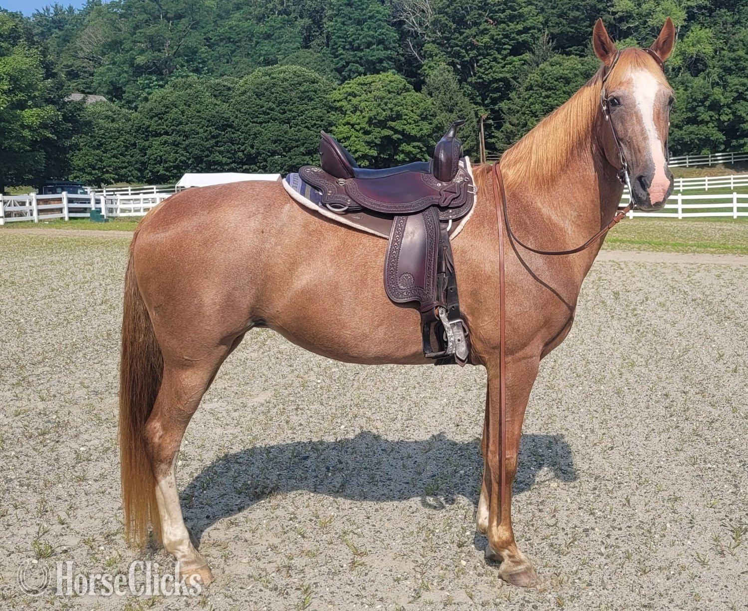 "Rose" Strawberry Roan Mare Tennessee Walker in Vermont