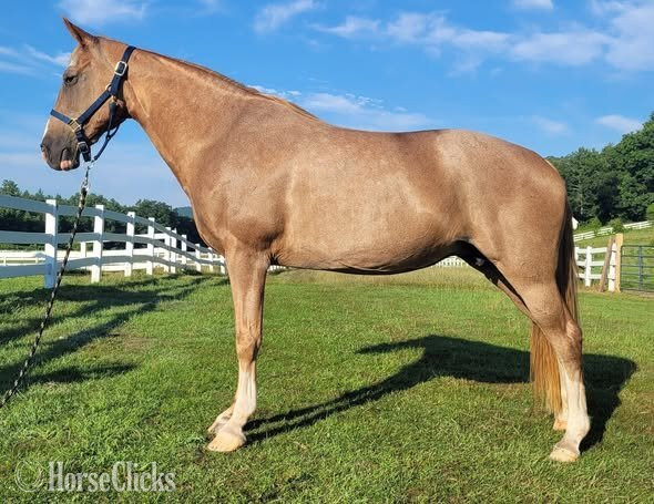 "Rose" Strawberry Roan Mare Tennessee Walker
