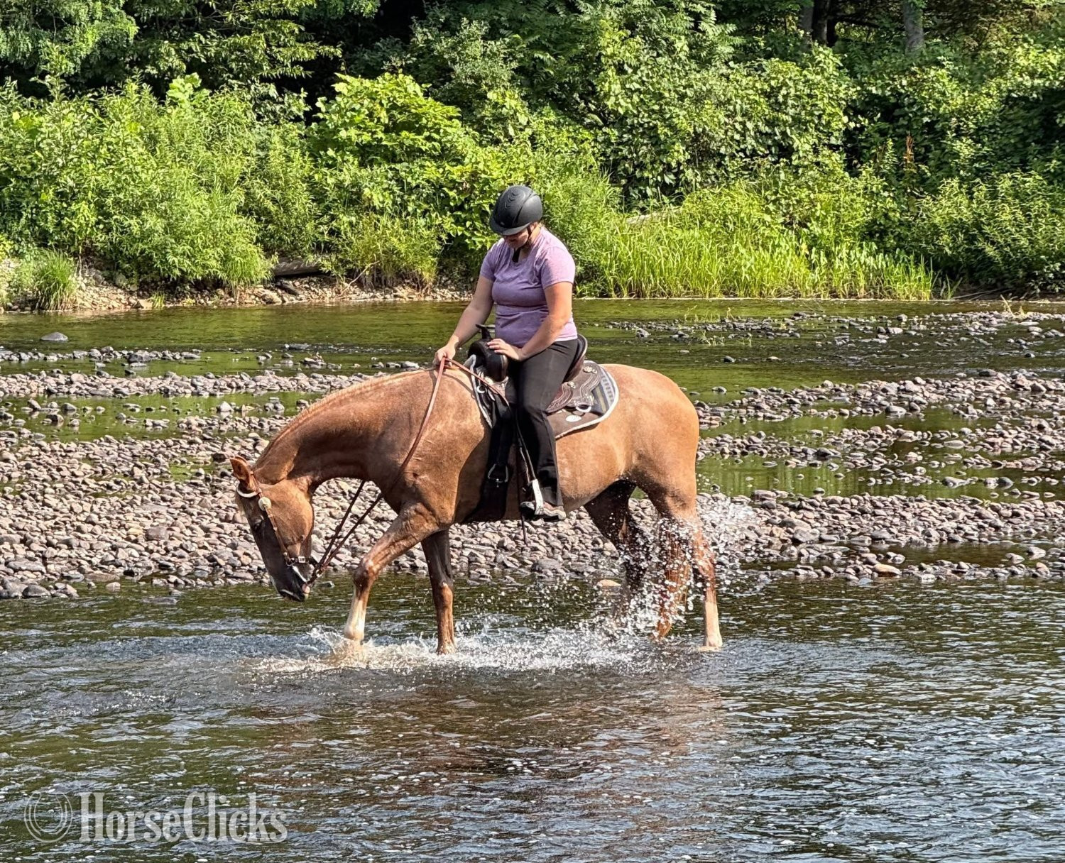 Vermont "Rose" Strawberry Roan Mare Tennessee Walker