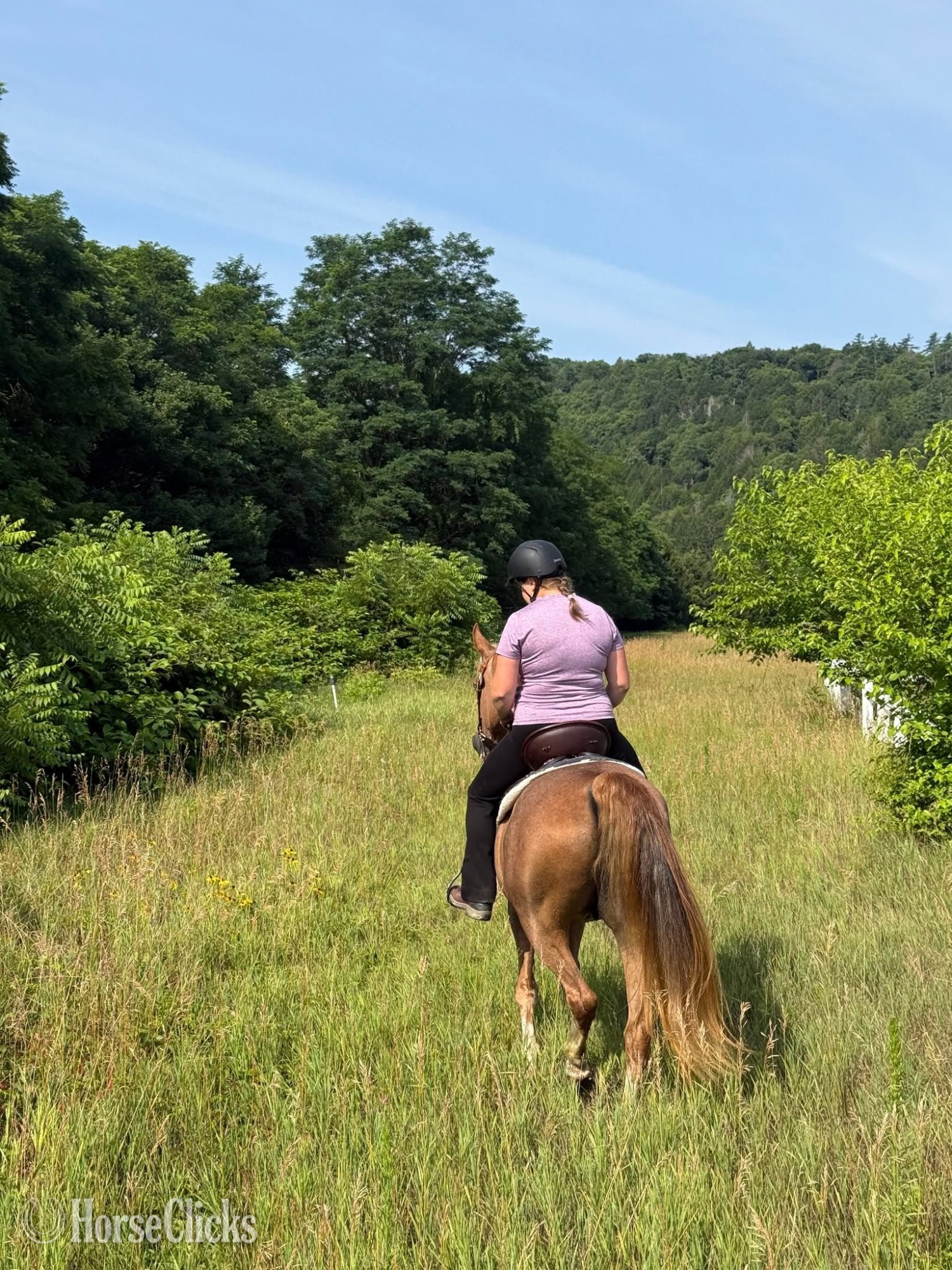 "Rose" Strawberry Roan Mare Tennessee Walker - Tennessee Walker in Vermont
