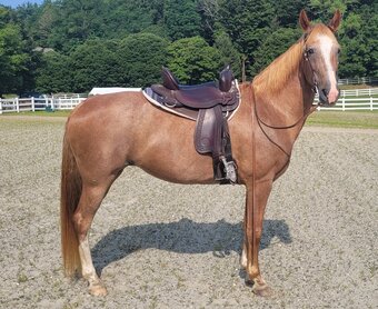 "Rose" Strawberry Roan Mare Tennessee Walker
