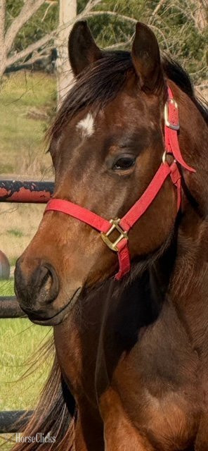 Texas "IMA CLASSIC ACE" Bay Gelding Quarter Horse
