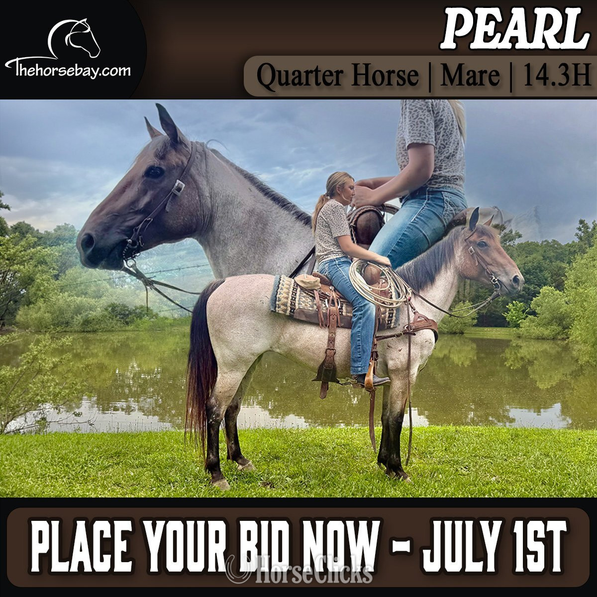 "Pearl" Bay Roan Mare Quarter Horse in Missouri