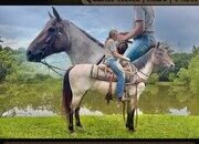 "Pearl" Bay Roan Mare Quarter Horse