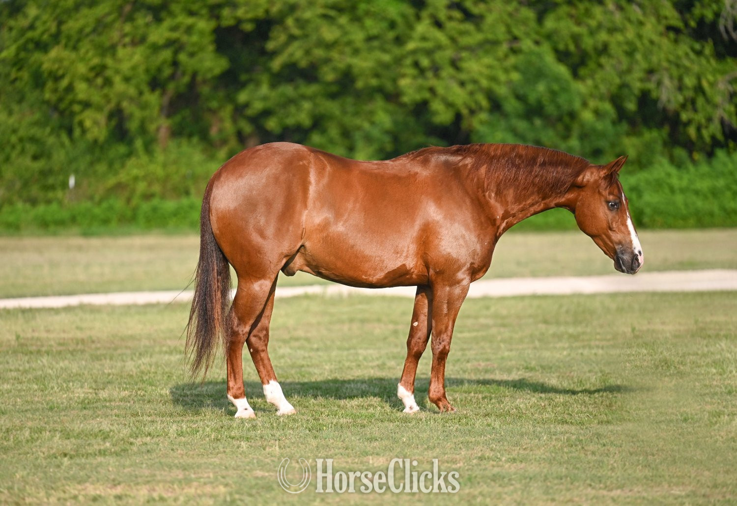 "Lariat" Chestnut Gelding Quarter Horse in Texas