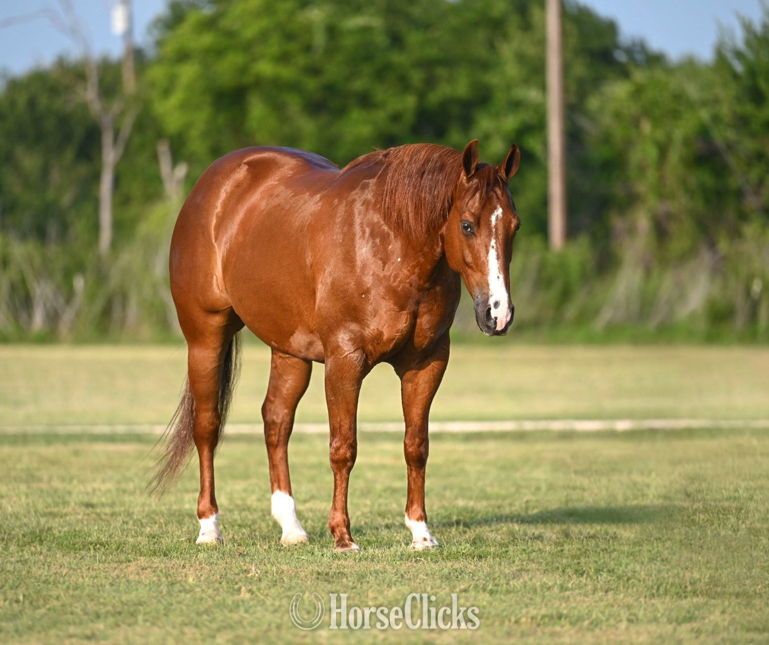 "Lariat" Chestnut Gelding Quarter Horse