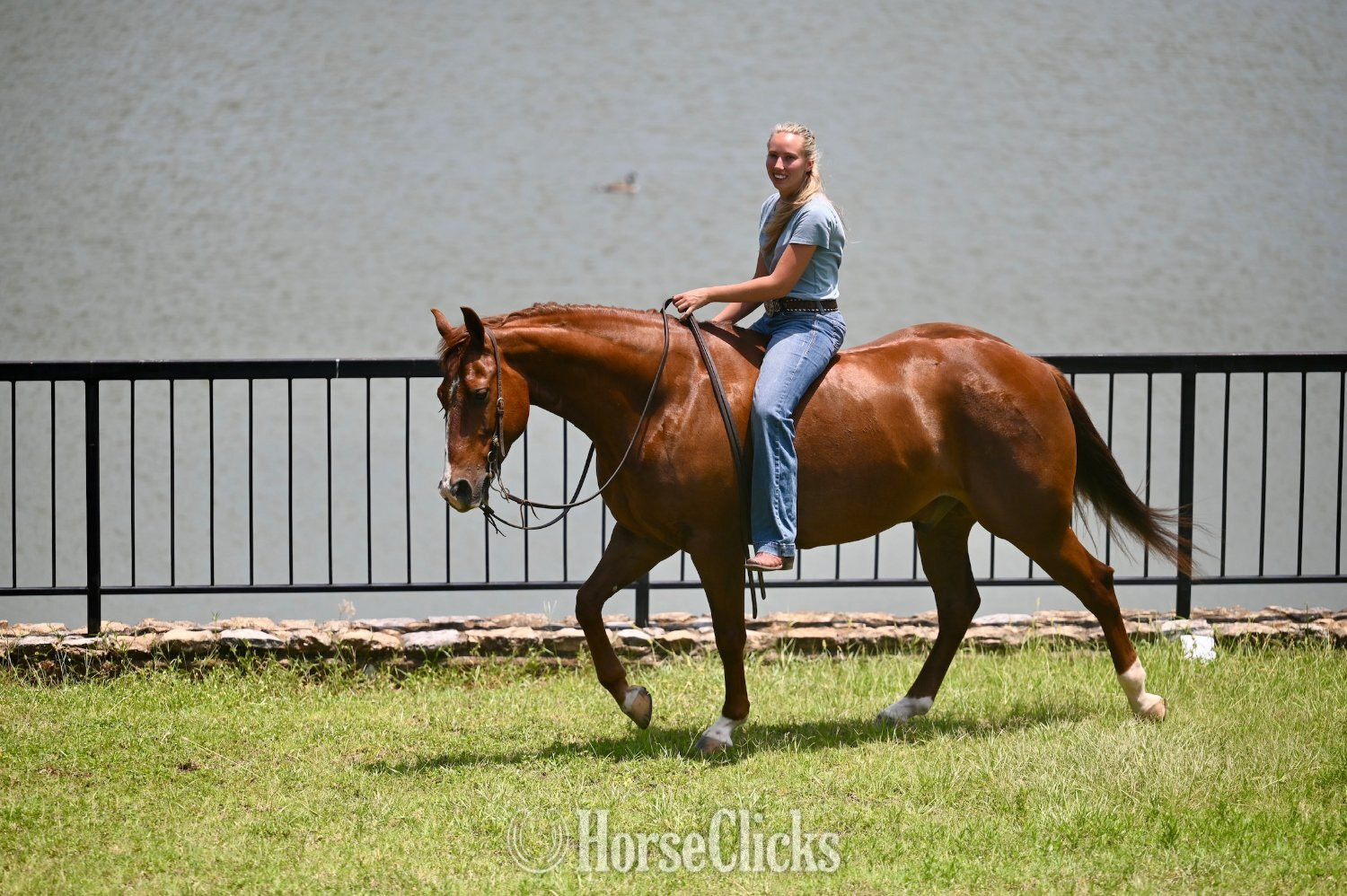 "Lariat" Chestnut Gelding Quarter Horse - Quarter Horse