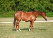 "Lariat" Chestnut Gelding Quarter Horse