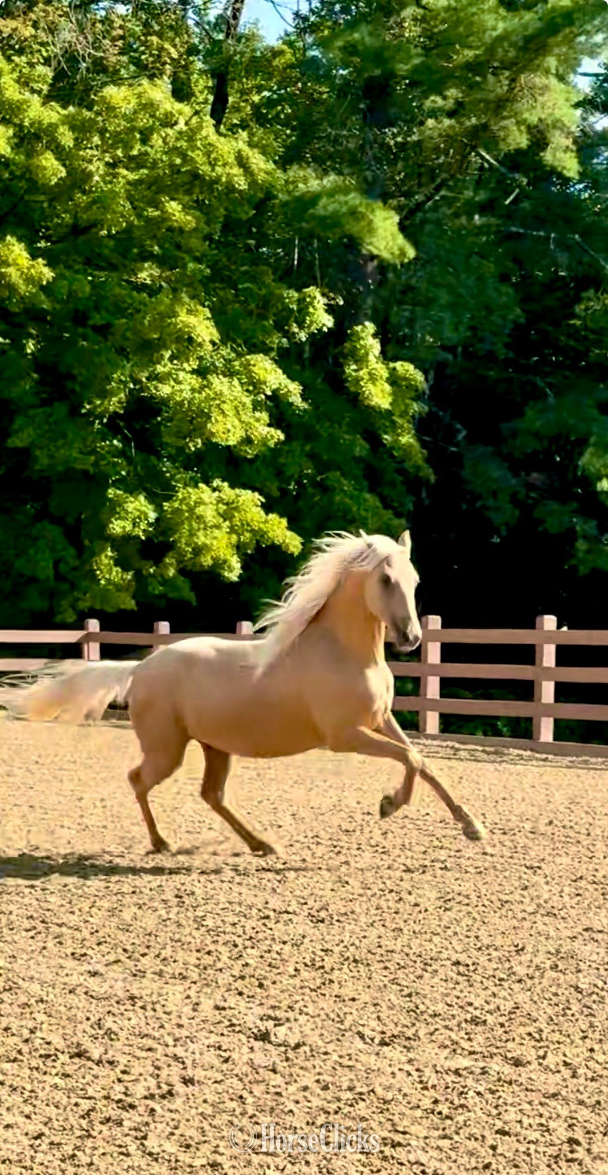 New Hampshire "MLB I Still Believe" Palomino Gelding Morgan