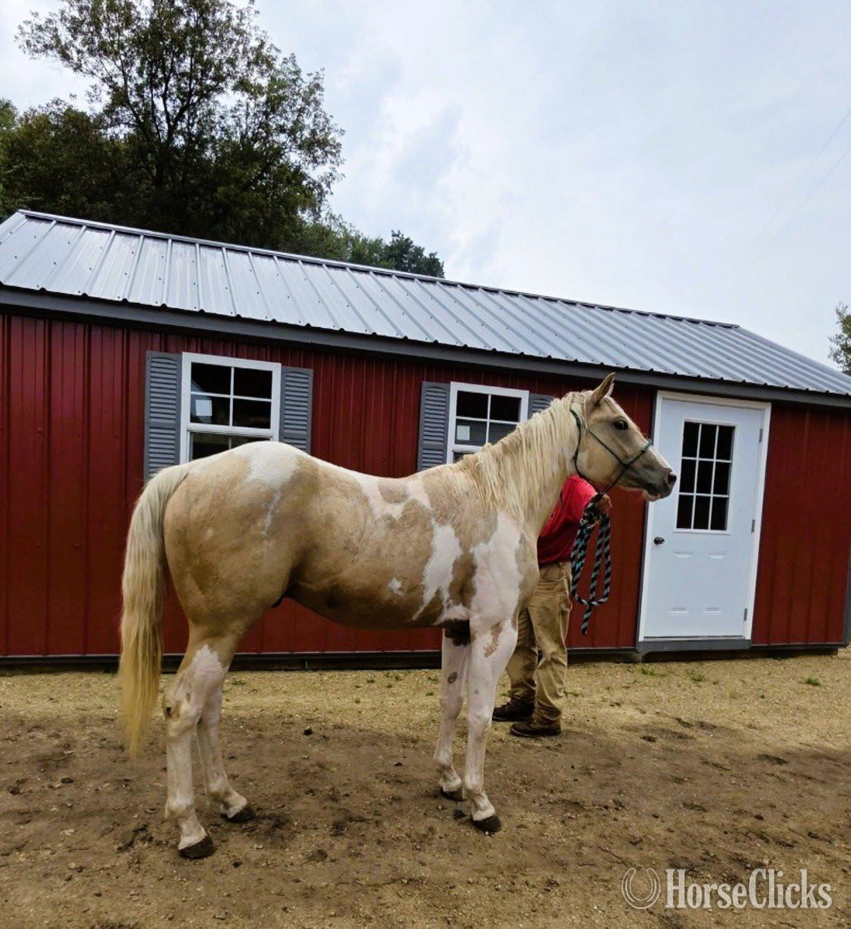 "Hes A Golden Mist" Palomino Gelding Paint in Wisconsin