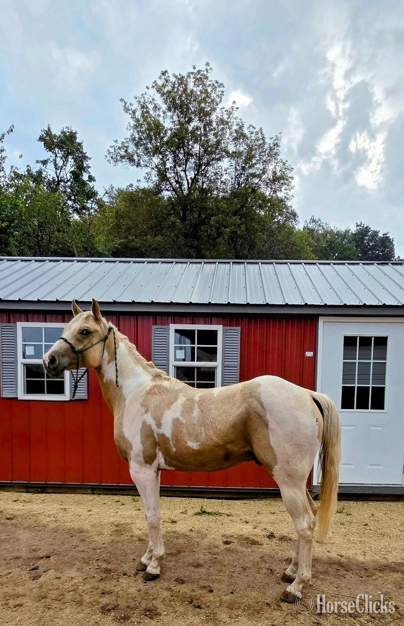 "Hes A Golden Mist" Palomino Gelding Paint