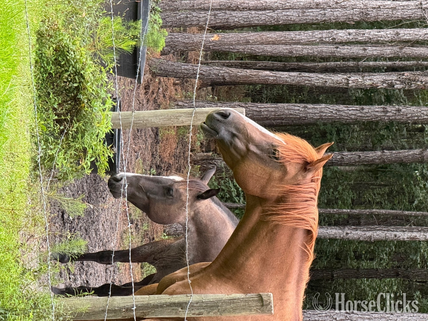 "Roxy" Sorrel Mare Quarter Horse in Georgia