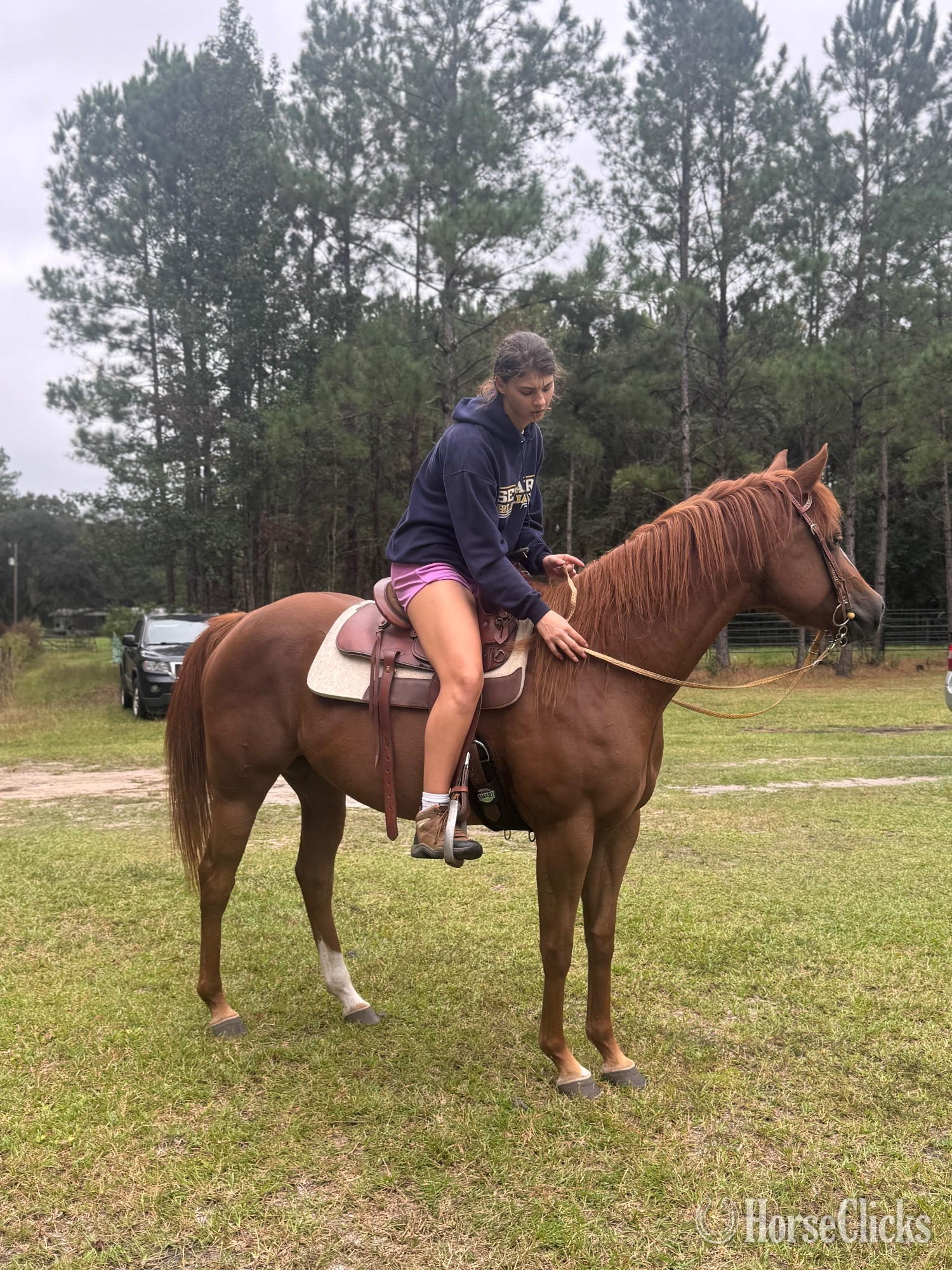 "Roxy" Sorrel Mare Quarter Horse