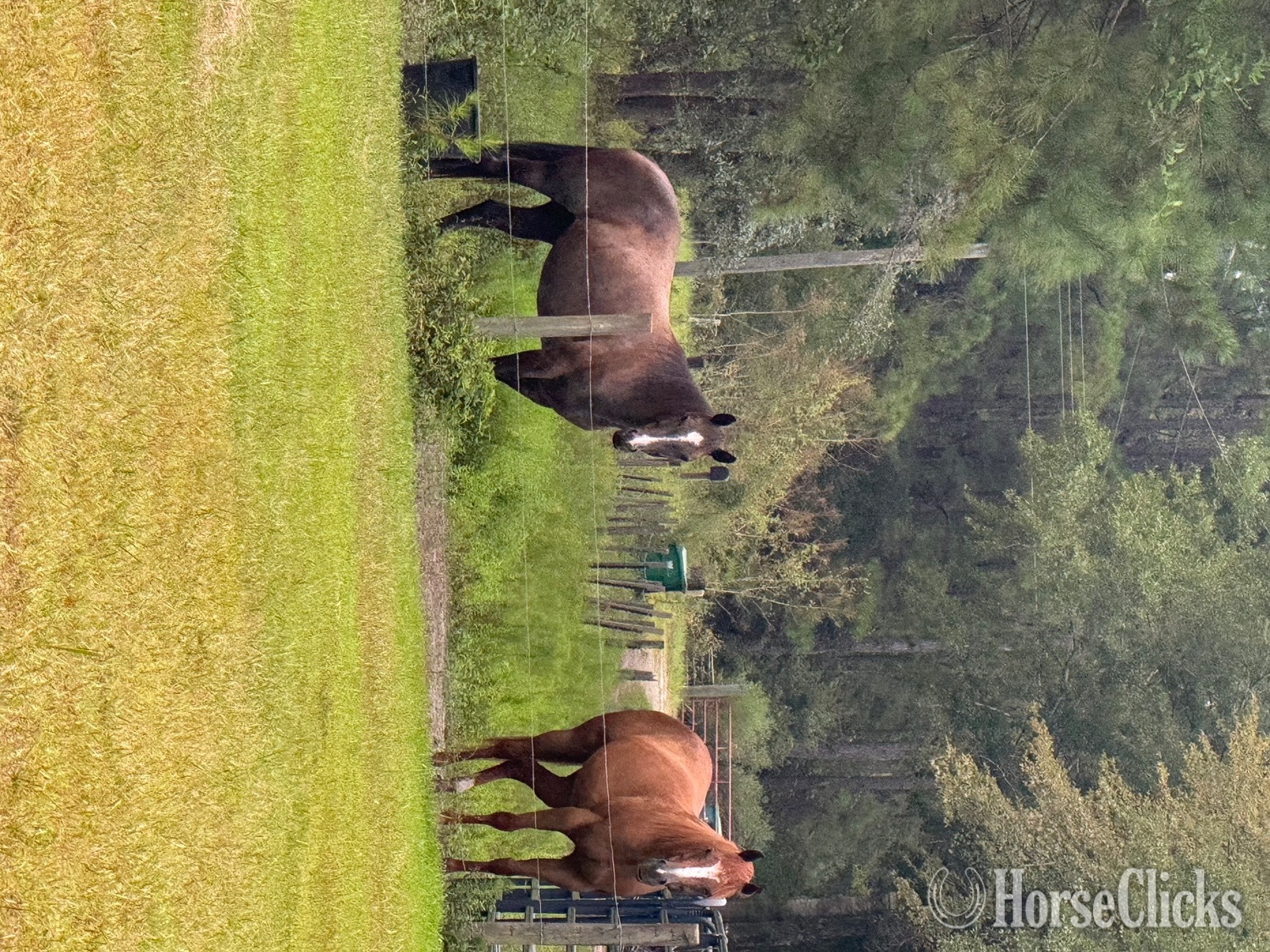 "Roxy" Sorrel Mare Quarter Horse - Quarter Horse