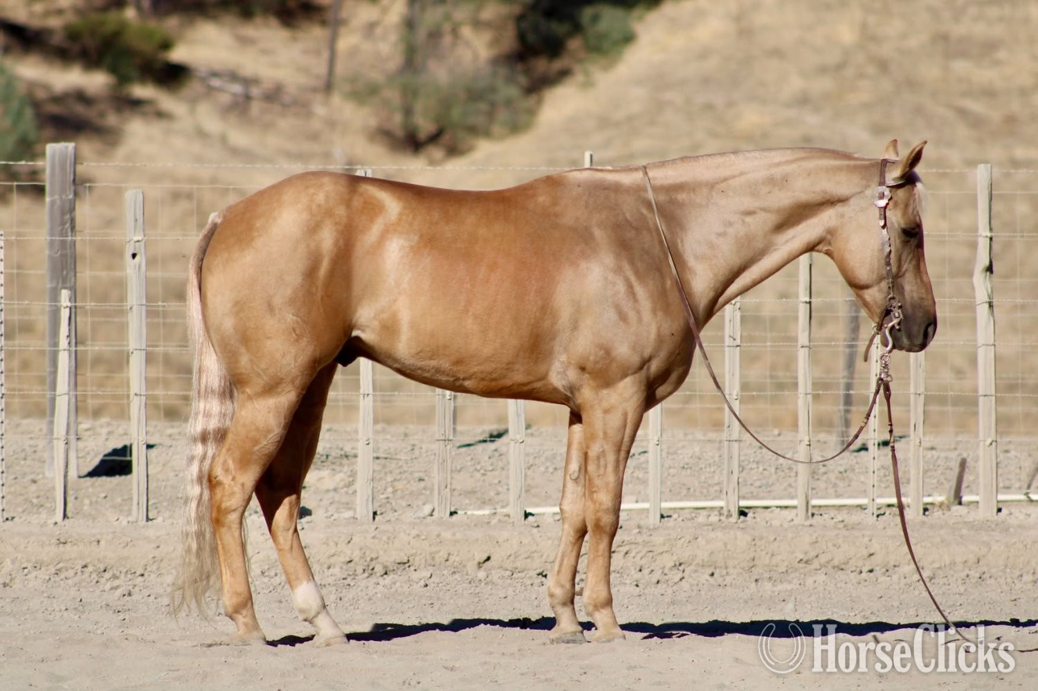 "BENEDICT" Palomino Gelding Quarter Horse
