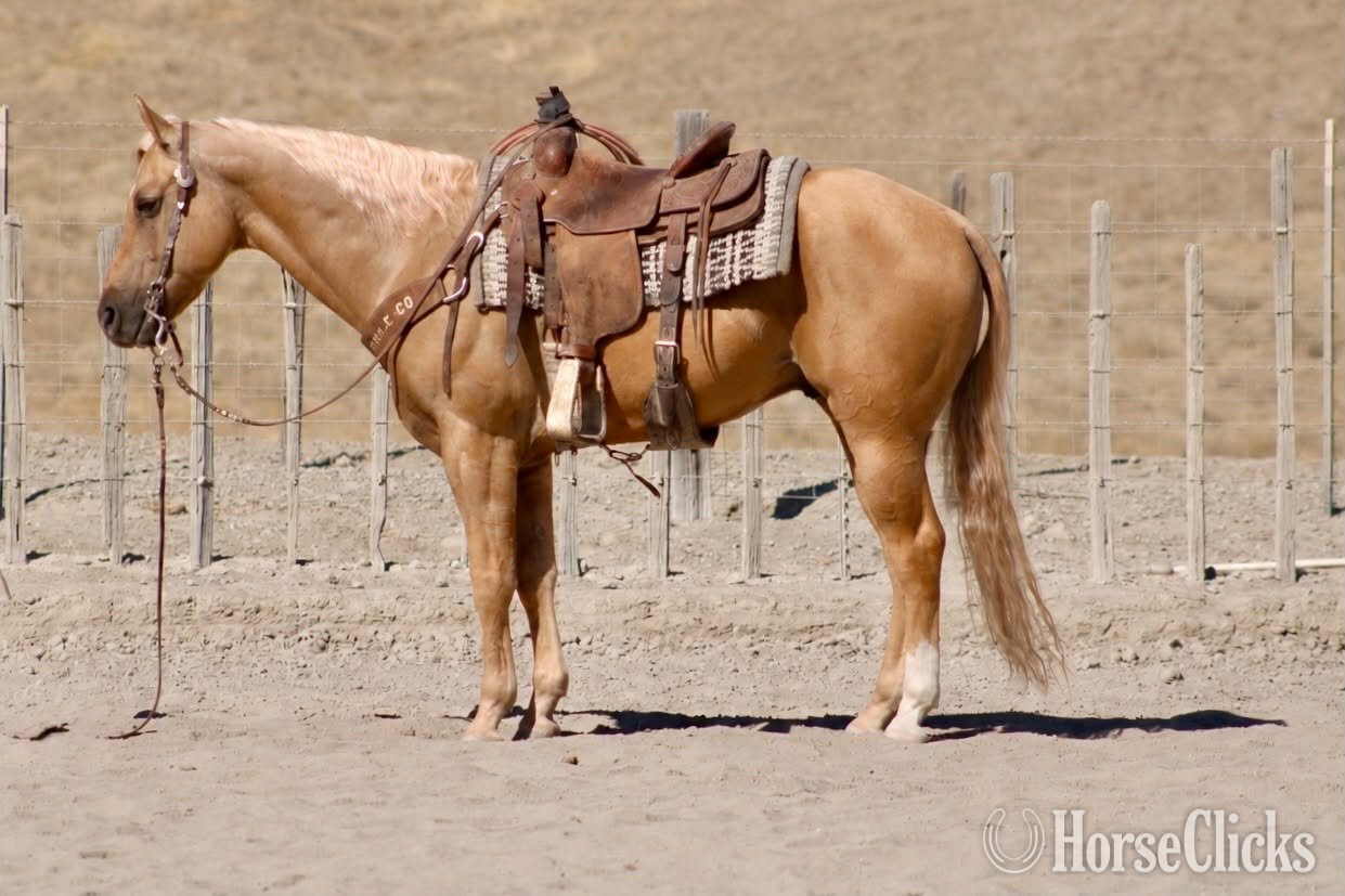 California "BENEDICT" Palomino Gelding Quarter Horse