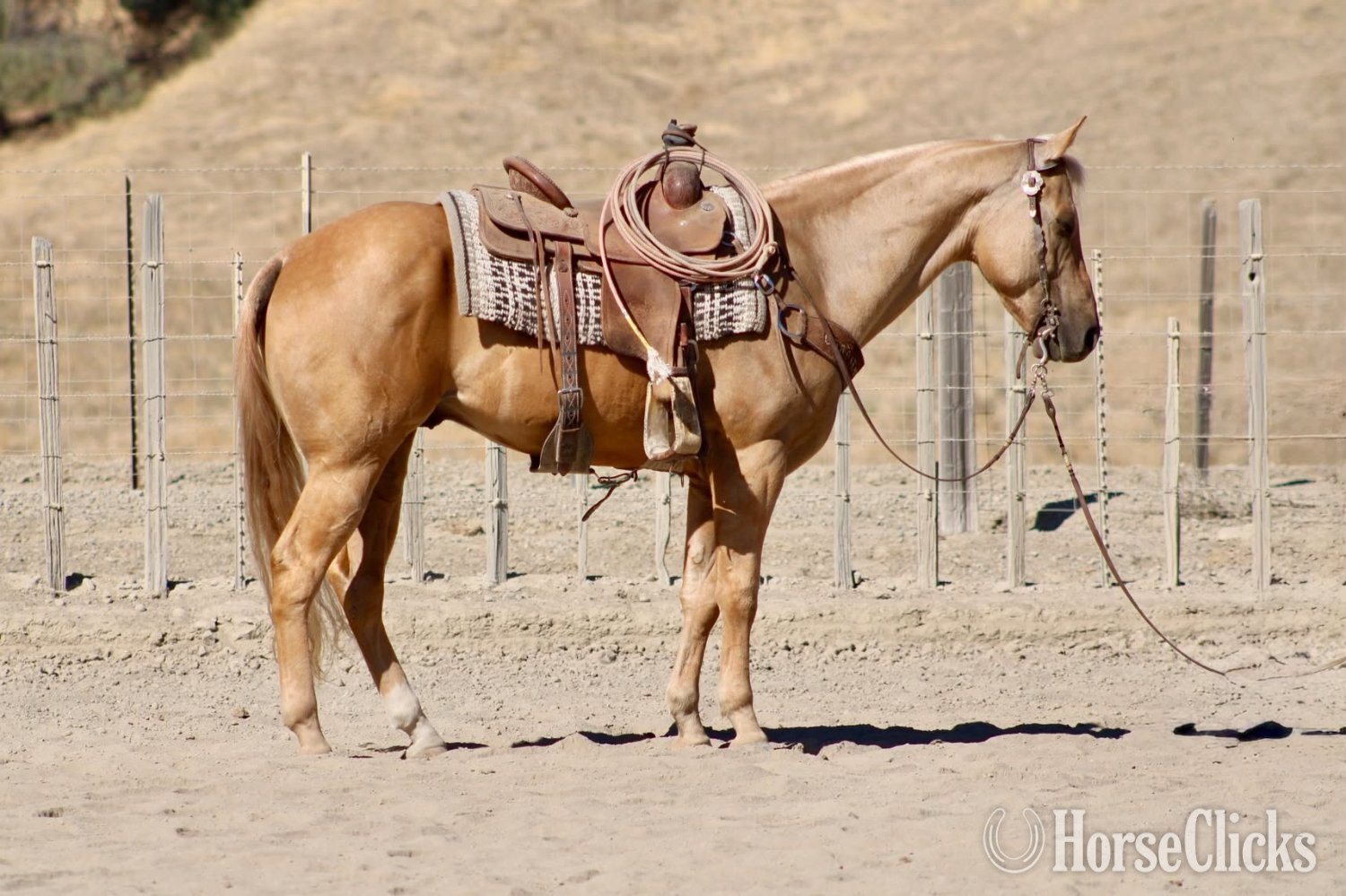 "BENEDICT" Palomino Gelding Quarter Horse - Quarter Horse in California