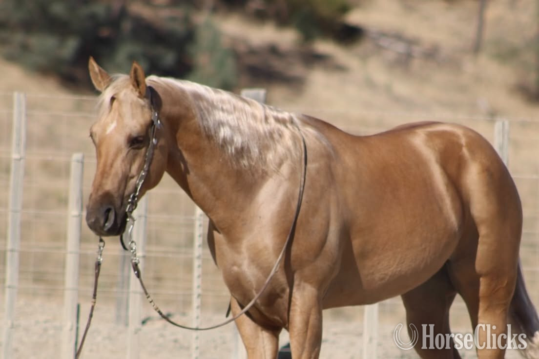 "BENEDICT" Palomino Gelding Quarter Horse - Quarter Horse